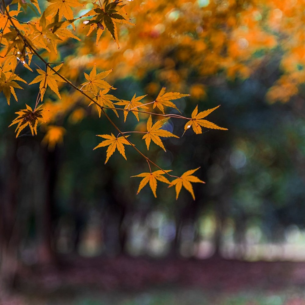 Meet your Posher, Semler